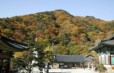 용문사 이미지