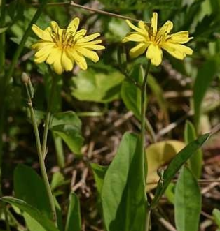 씀바귀 효능과 부작용 먹는법 고르는법