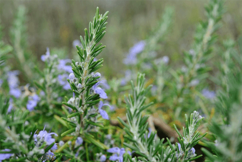 로즈마리효능01