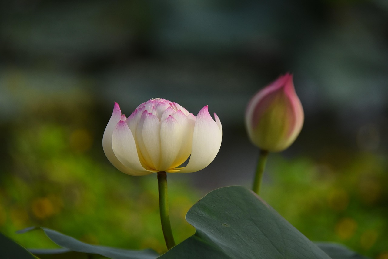 무안 연꽃축제 일정 셔틀버스 교통편