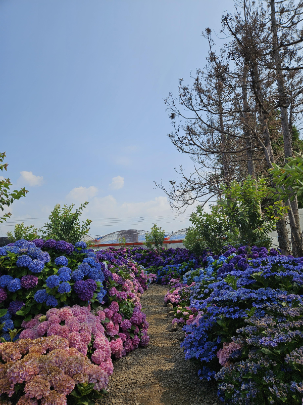 다양한 색상의 수국