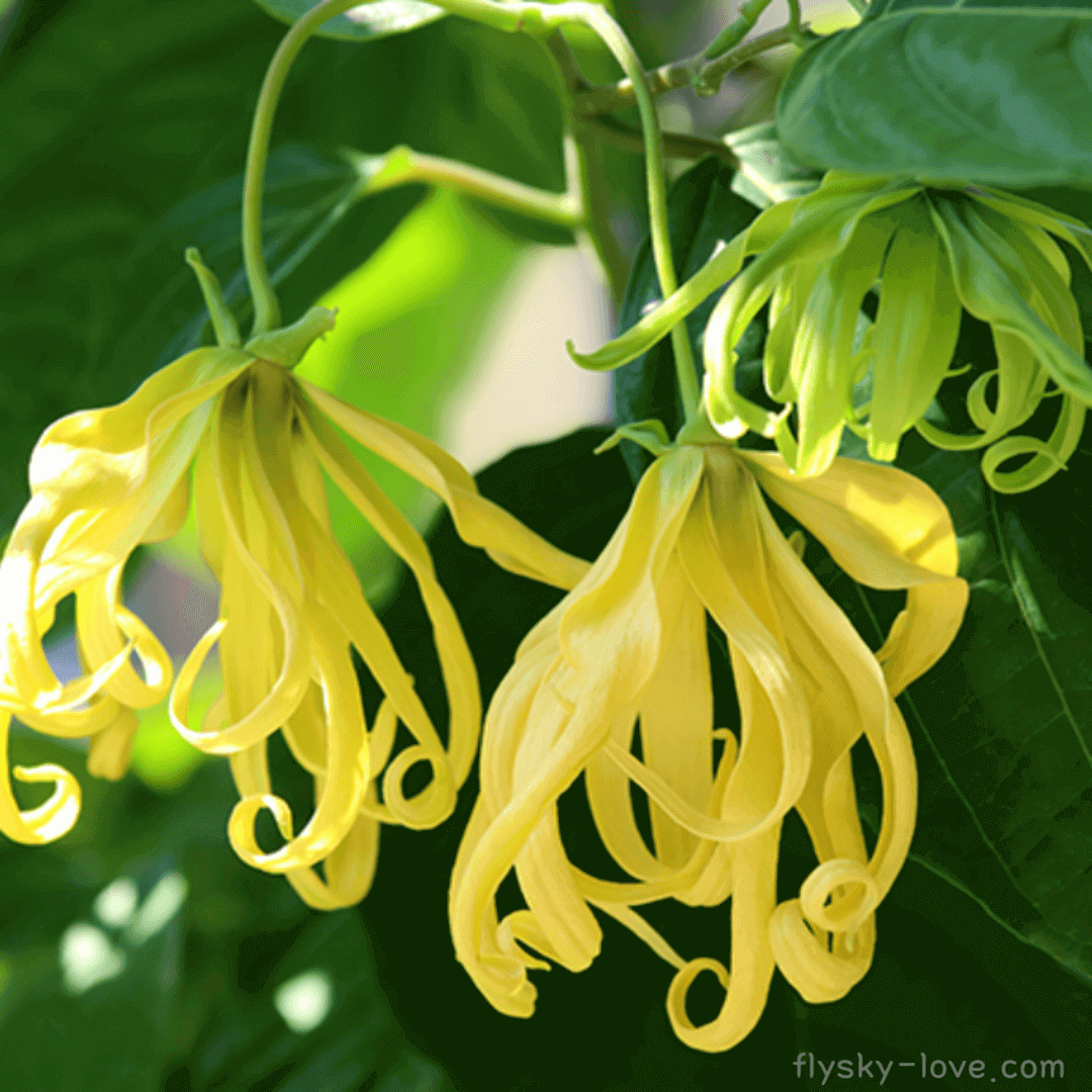 일랑일랑 (Ylang-Ylang)