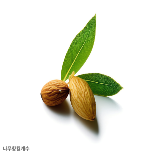 월계수잎