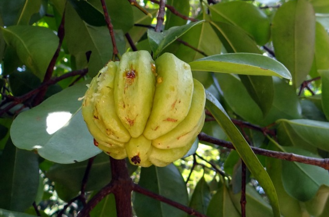 가르시니아의 덜 익은 모습