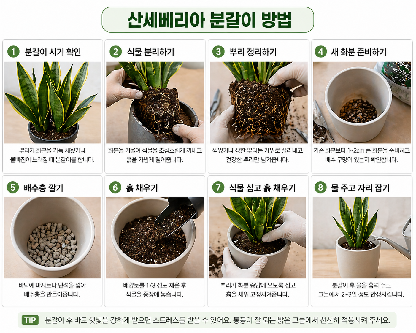 산세베리아 분갈이 방법