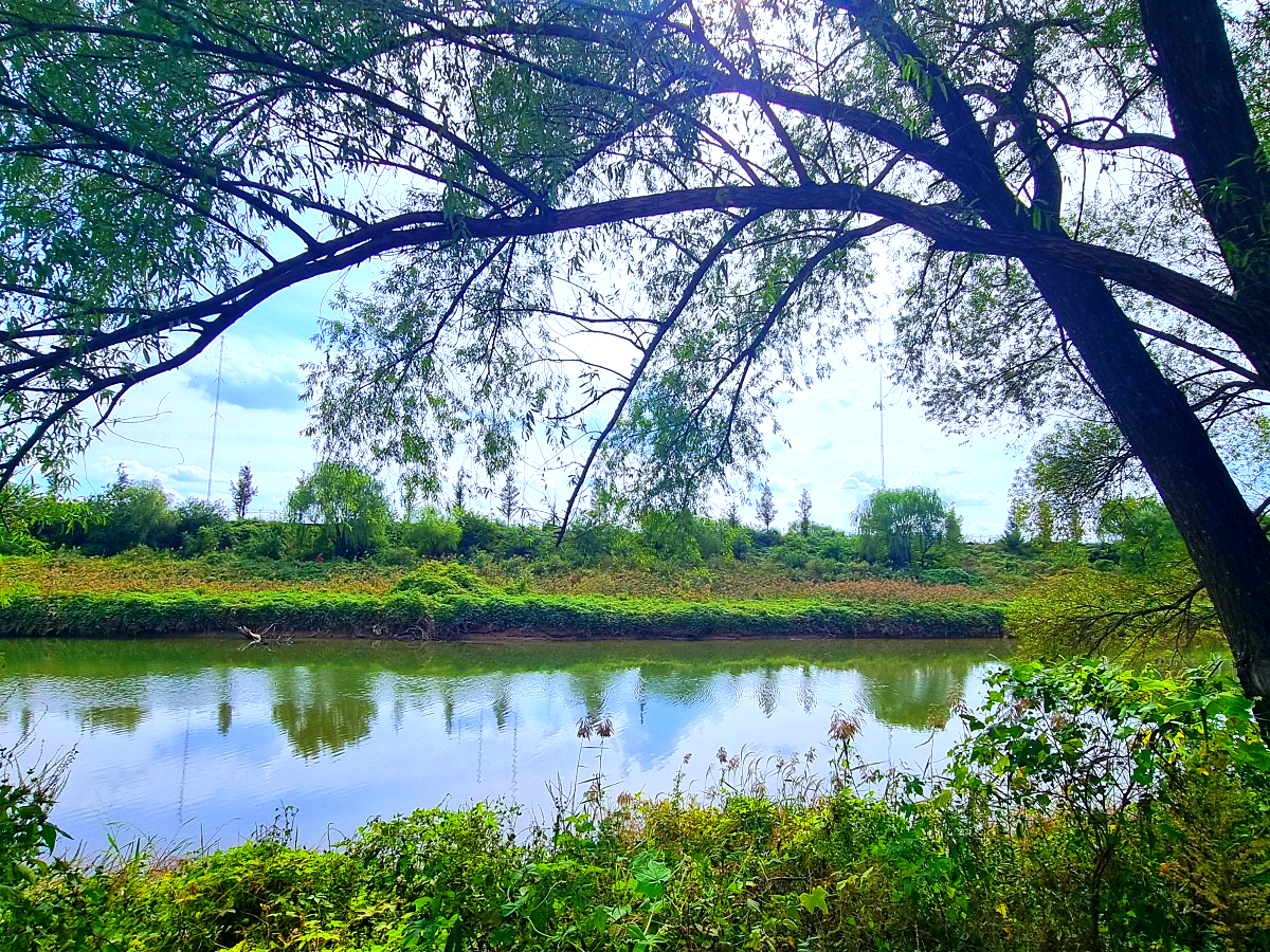 서울 근교 가을꽃 만발한, 경기도 고양시 강매석교공원 창릉천 코스모스축제