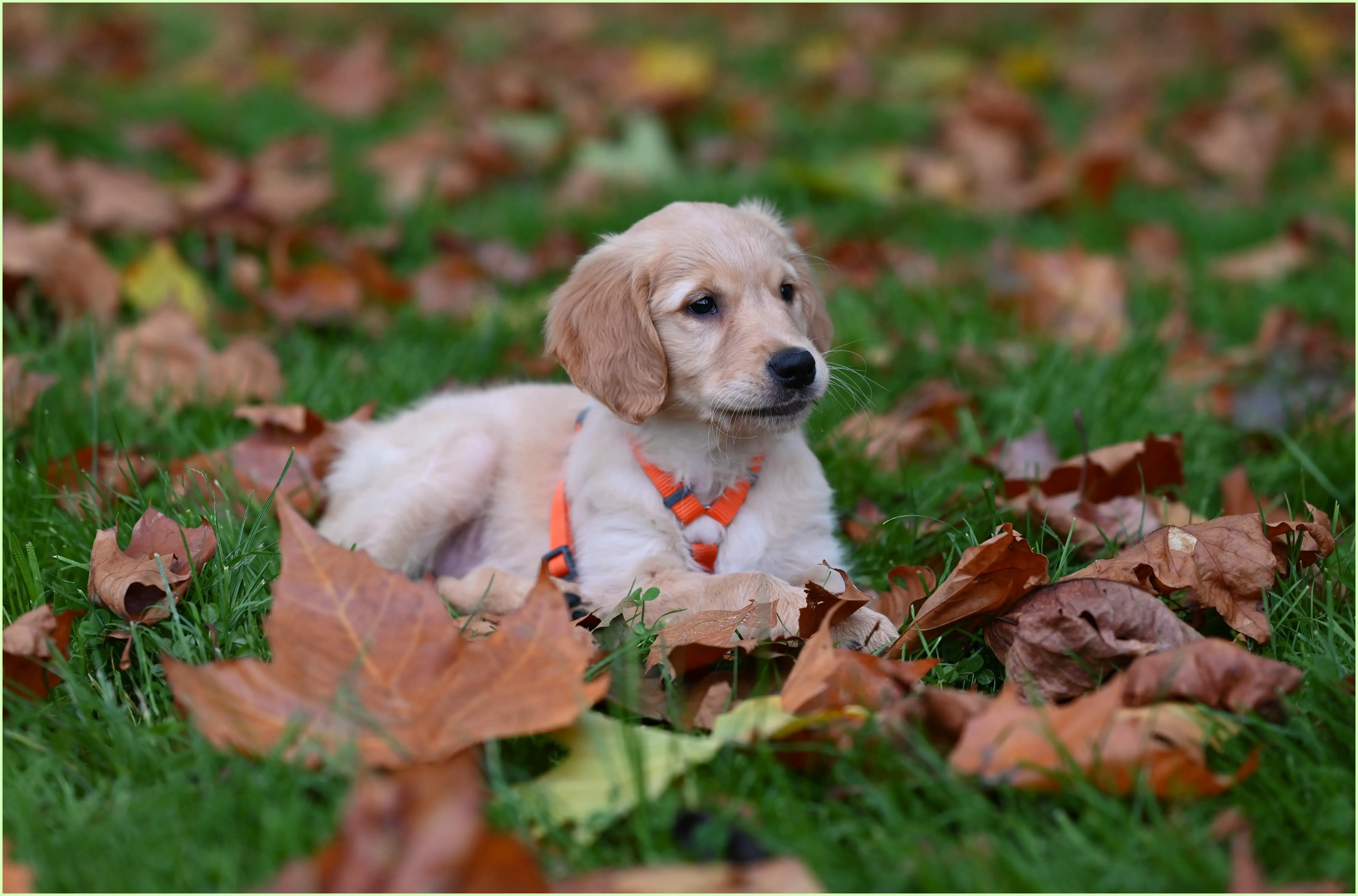 강아지 귤 먹어도 되나요? 소량 급여와 안전한 급여법