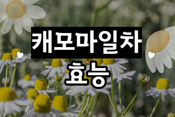 캐모마일차 효능 : 캐모마일차 효능 알고 마셔요!