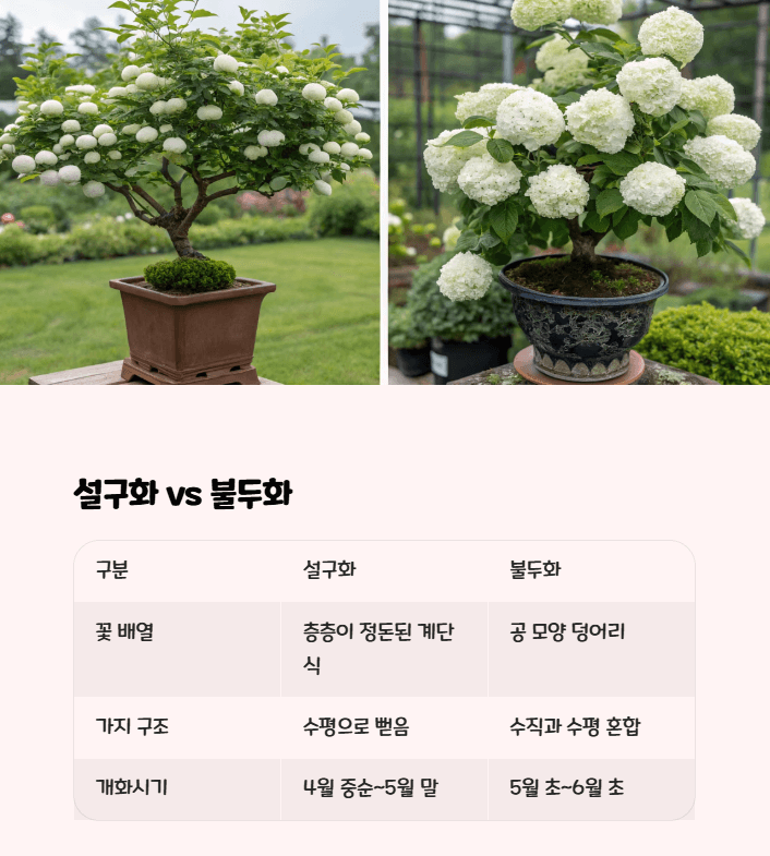 설구화와 불두화