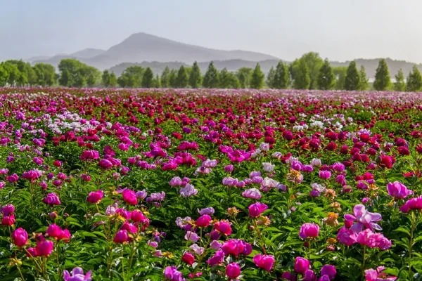 핫들생태공원 합천 산청 진달래축제_1