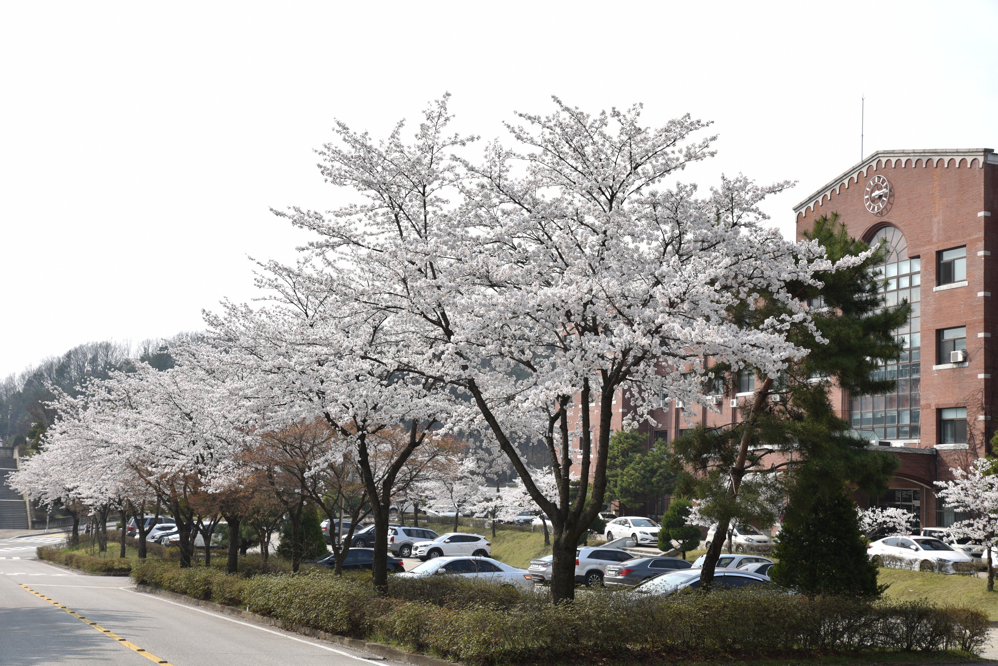 2024 충주호 벚꽃축제 기본정보 및 프로그램 소개