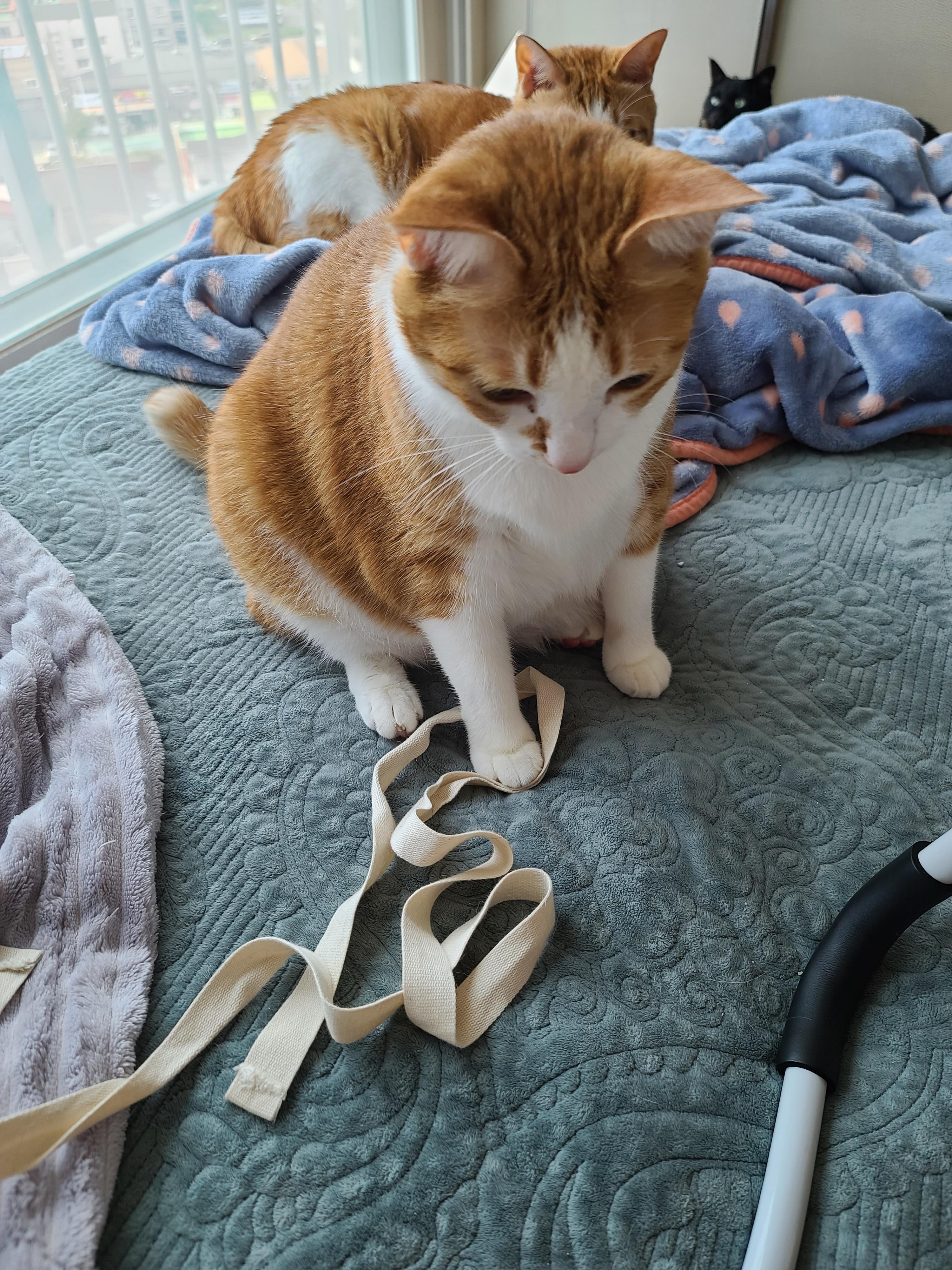 애정하는 장난감 물고와서 놀자고 조르는 고양이 호야