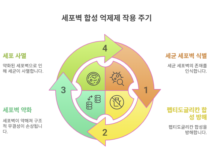 세포벽 합성 억제 경로