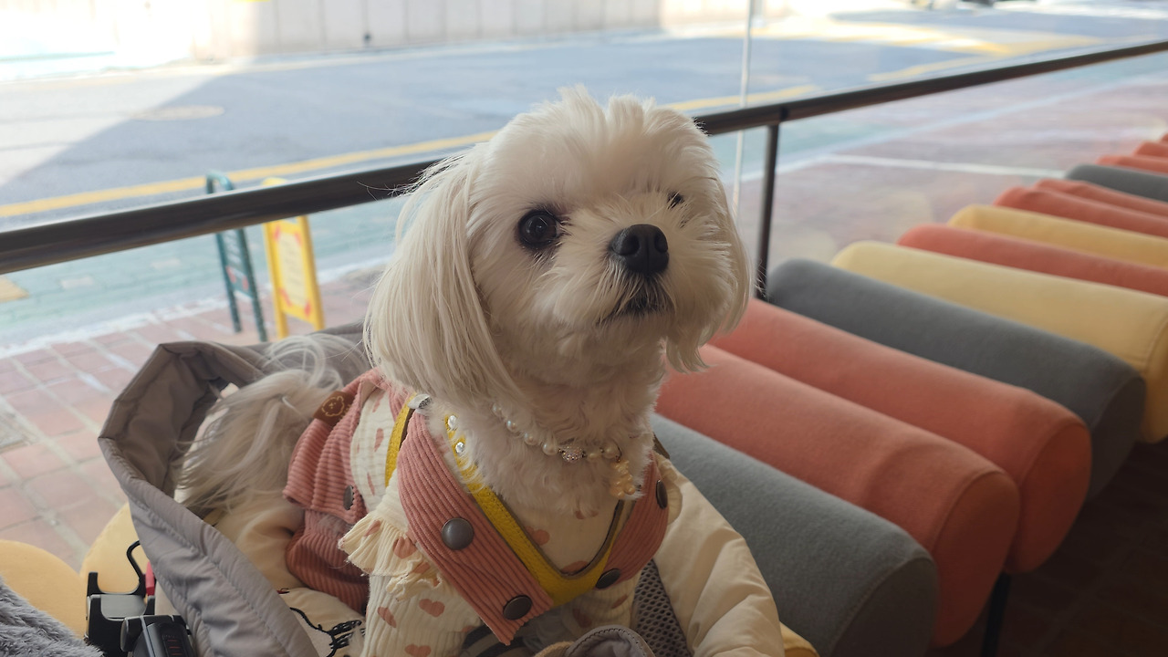 반려견 동반 가능한 카페 - 소이유지