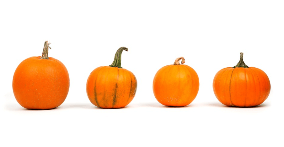 늙은호박 사진 - 16