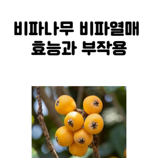비파나무 비파열매 효능과 부작용