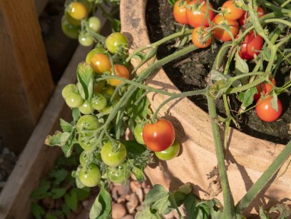 베란다에서 방울토마토 키우기 - 물주기 가지치기 수확