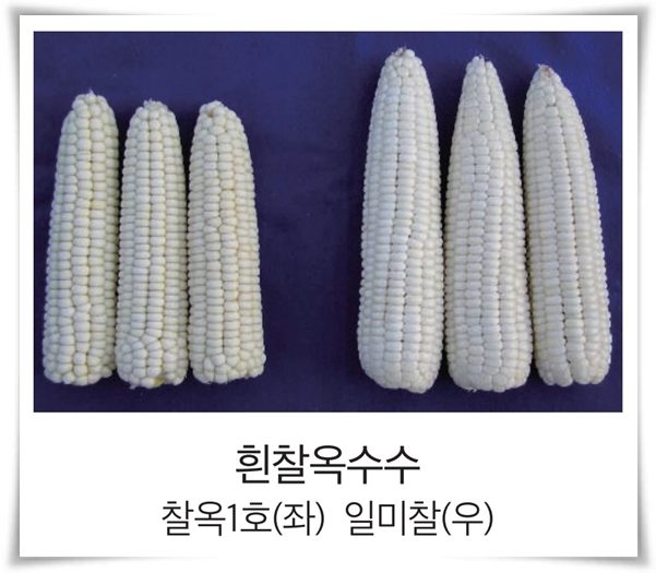비타민 B, 철분, 식이 섬유가 풍부한 옥수수 재배하기!