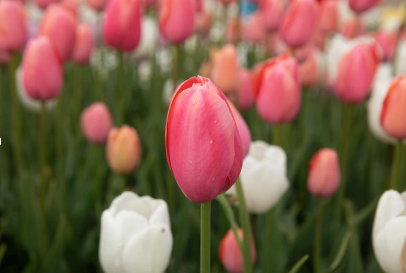 충남-태안-세계-튤립-꽃-박람회-사진