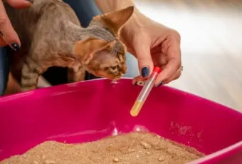 고양이 혈뇨 관리, 혈뇨 원인, 증상, 방광염증상_32