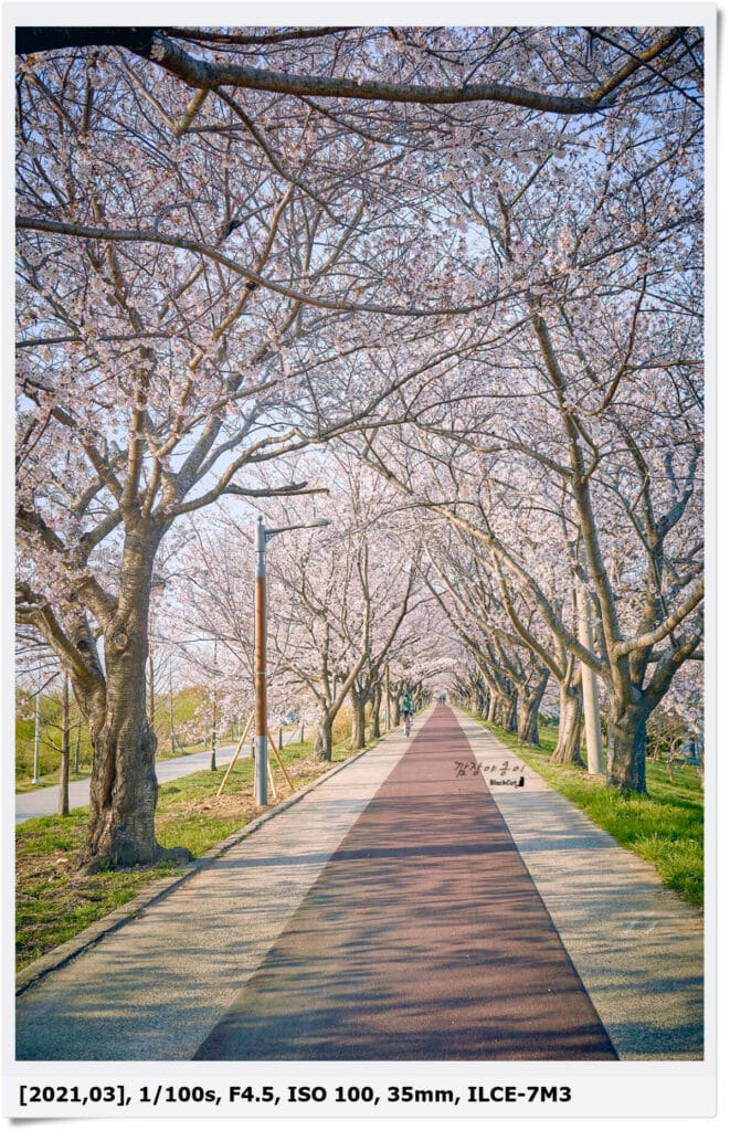 강서 낙동강변 30리 벚꽃길 만개한 벚꽃나무