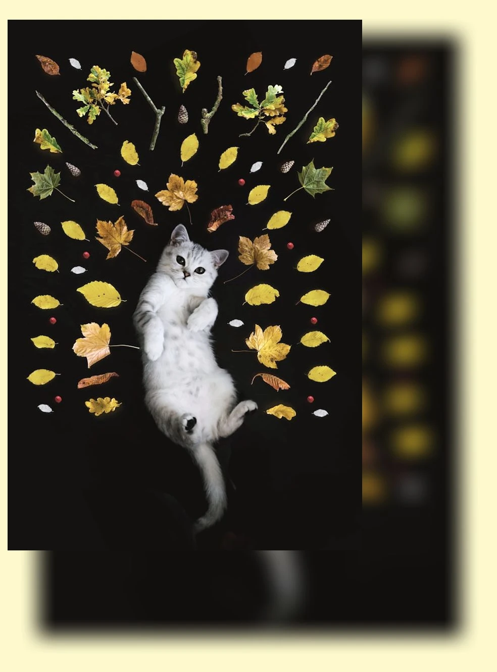 고양이 드라이룸_2_subsection