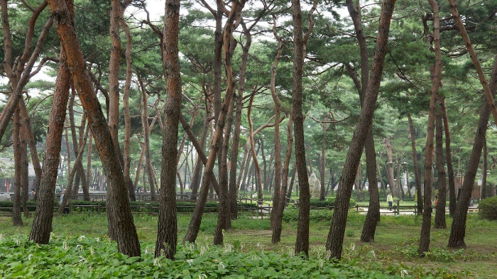 소나무숲길