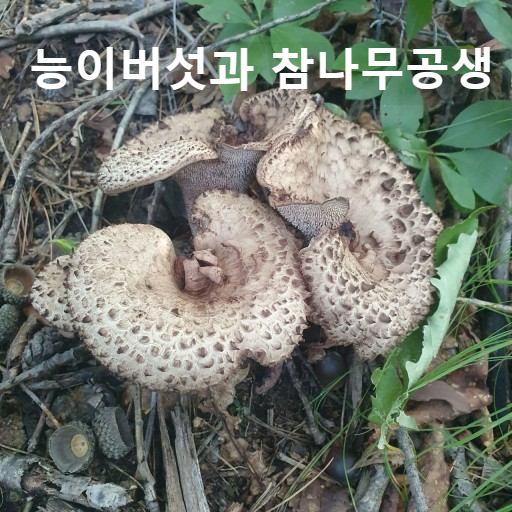 능이버섯과 참나무와의 공생