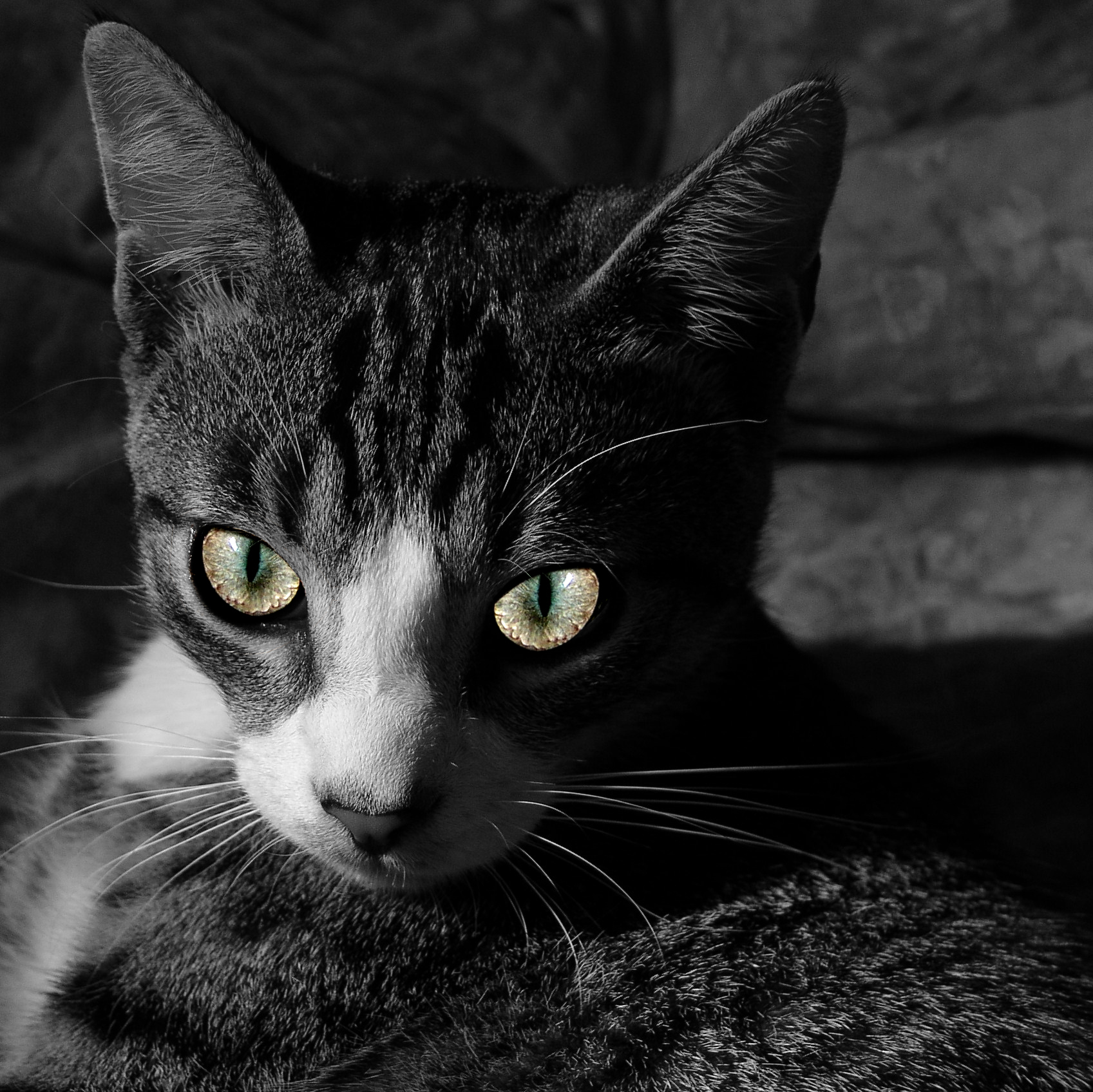 눈빛으로 말하는 고양이 사진