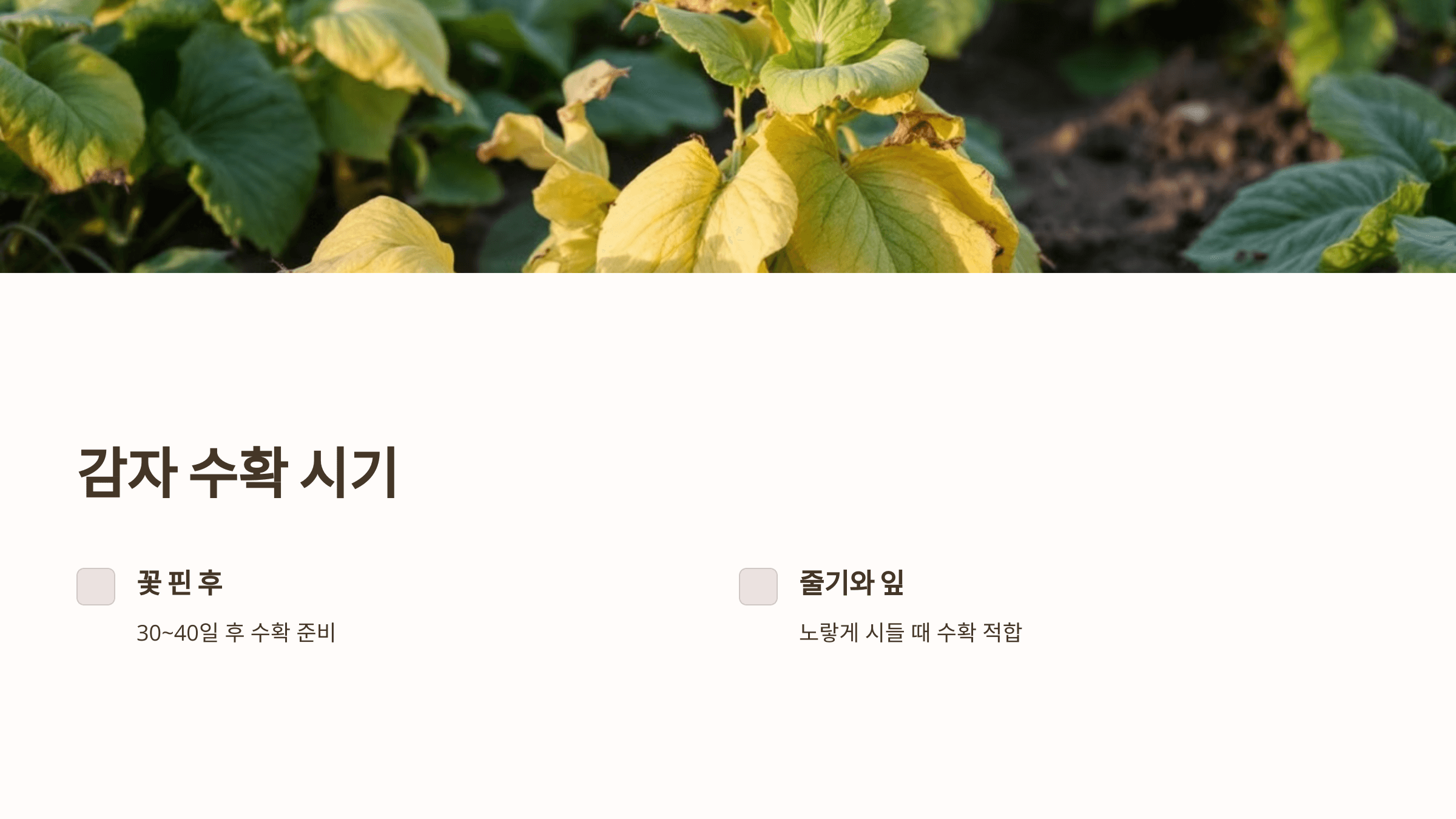 감자 사진입니다.