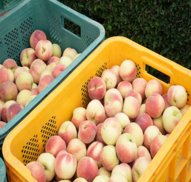 6시내고향 영천 대극천 복숭아 박스