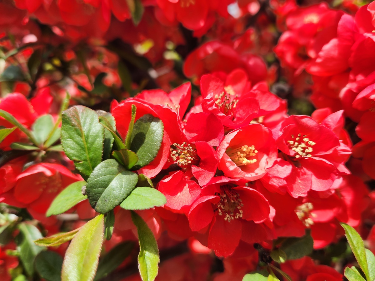 명자꽃(명자나무)