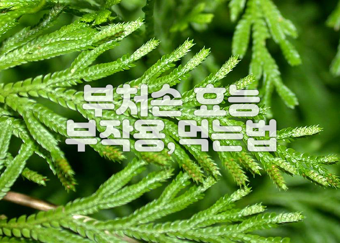 부처손이 여러 갈래로 뻗어있다