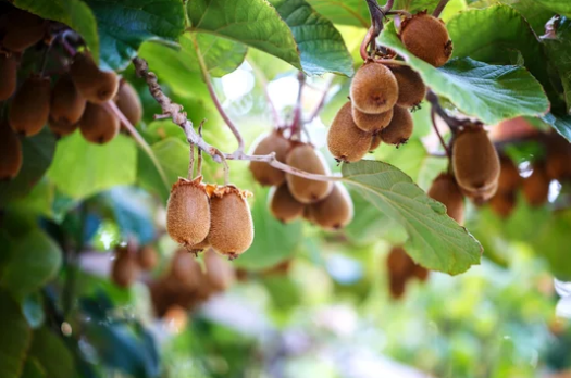 키위 효능 10가지 부작용 알고 먹자!