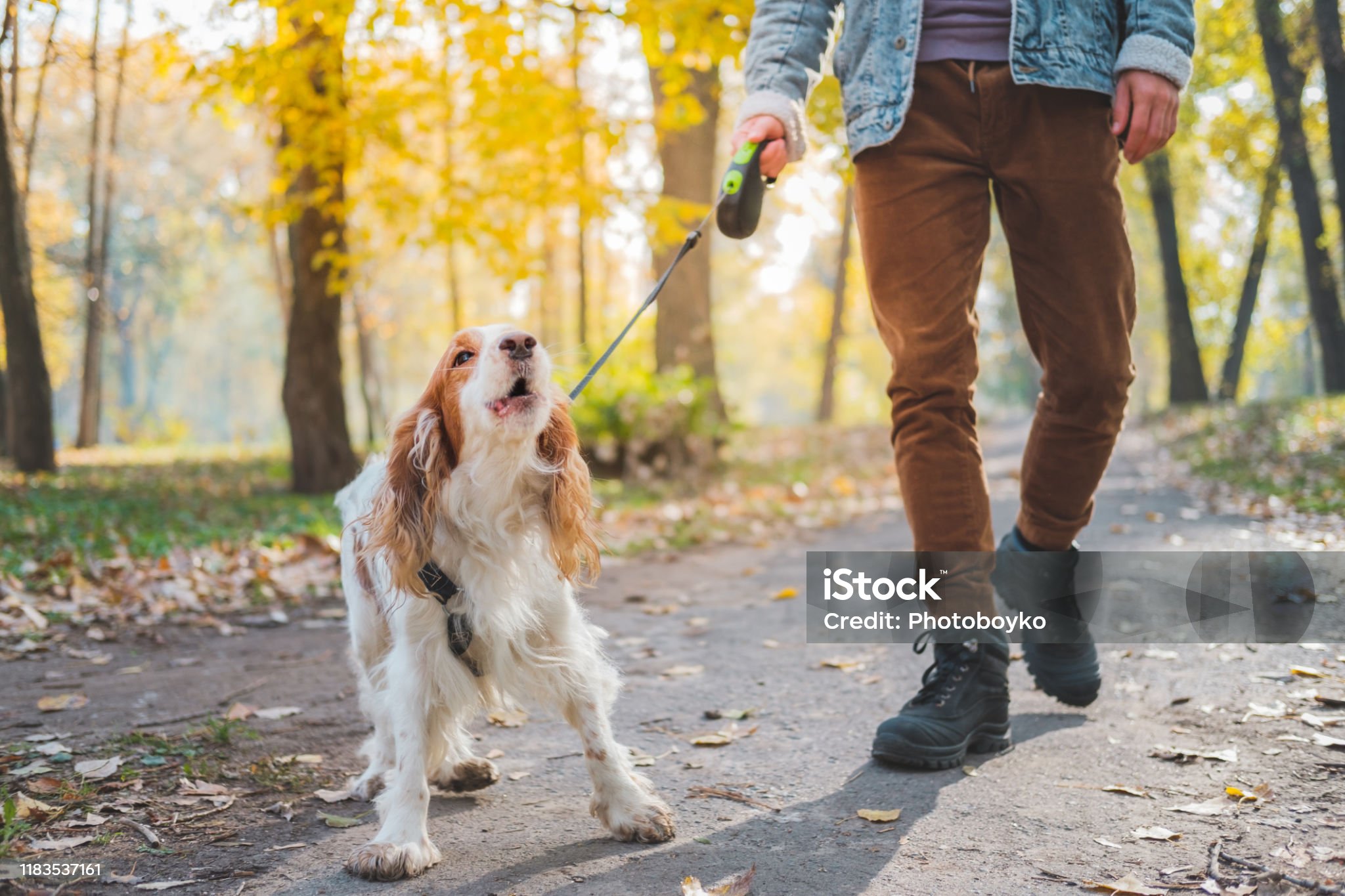 애완견이 짖는 이유