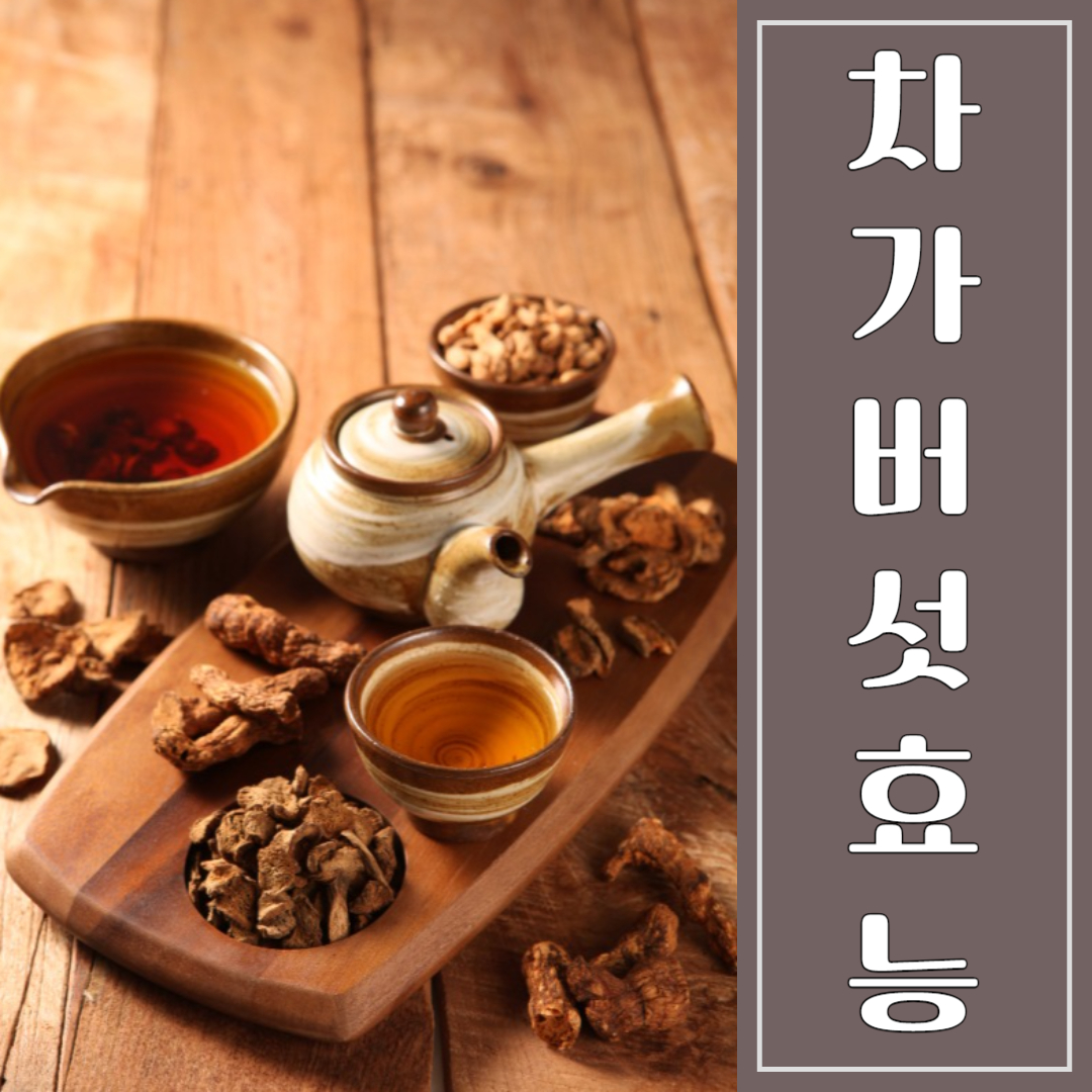 차가버섯 효능 부작용