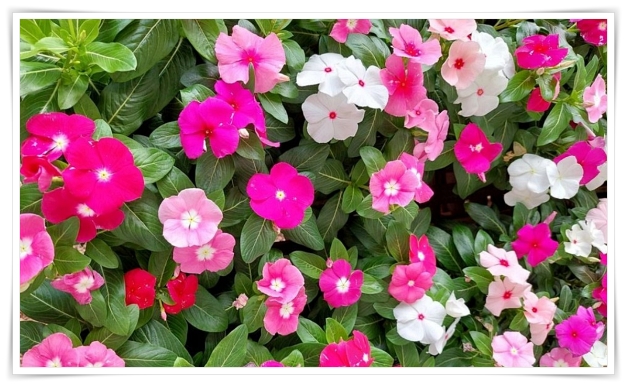 정원 "일일초 키우기" 여름을 환하게 밝히는 정원의 보석!