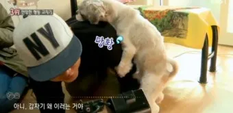 강아지 마운팅 이유 해결 방법_25