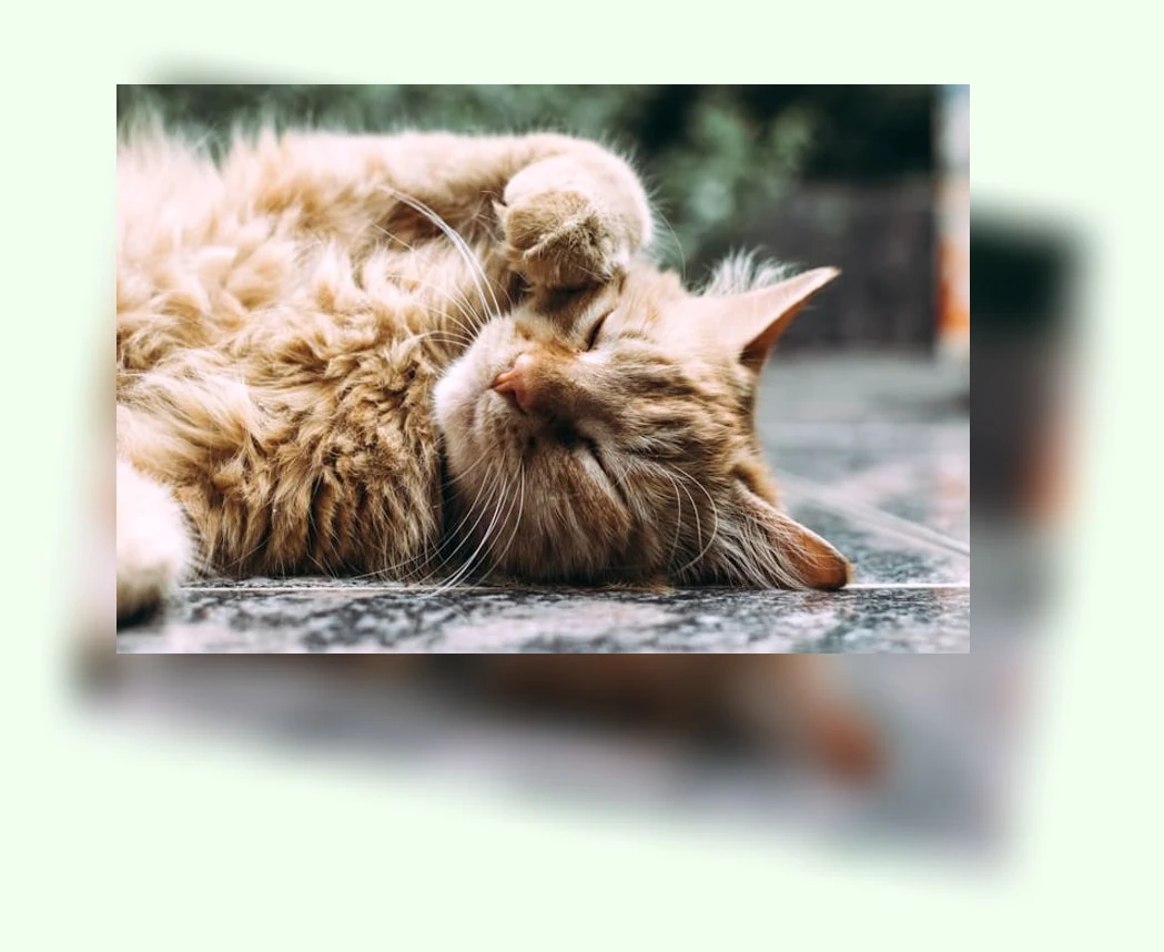 고양이 스트레스 관리_2_subsection