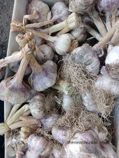 수확 직후 흙이 묻은 상태의 생마늘 다발로, 마늘 뿌리와 줄기가 그대로 남아 있어 자연 그대로의 신선함을 보여주는 사진