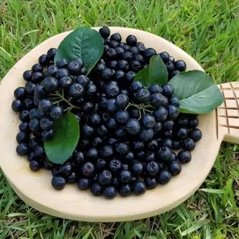 아로니아 효능 칼로리 권장섭취량_4