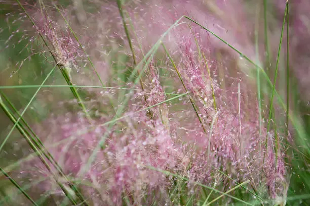 가평 자라섬 꽃축제(가을) 일정