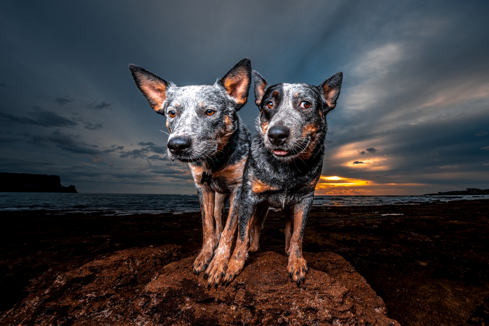 반려견 프로필 사진