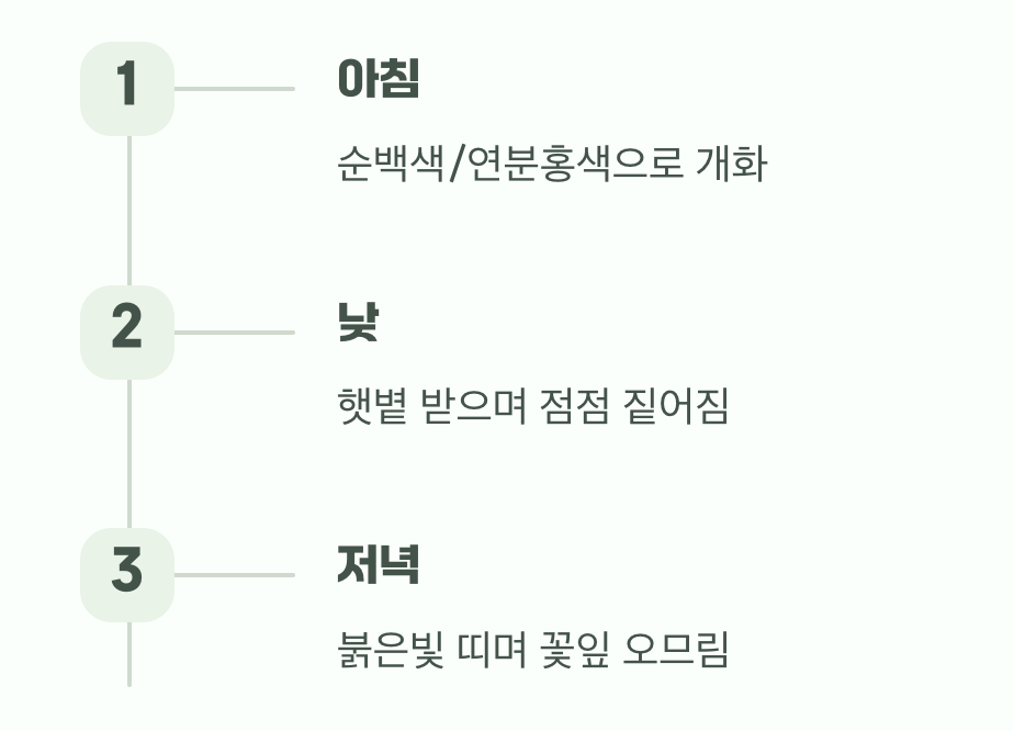 하루 만에 변하는 신비로운 꽃