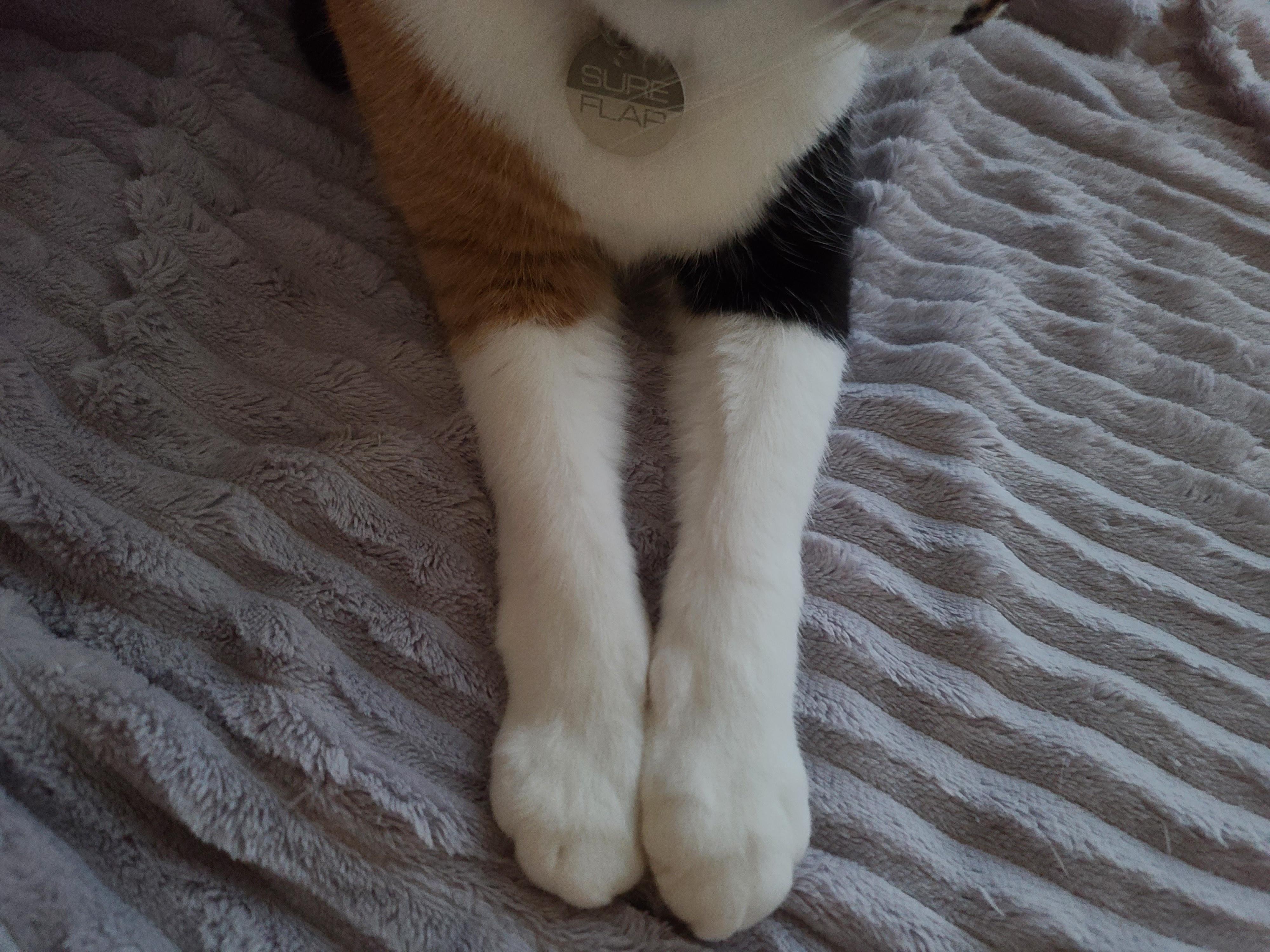 우리집 달달한 고양이 커플. 다다는 호야바라기.