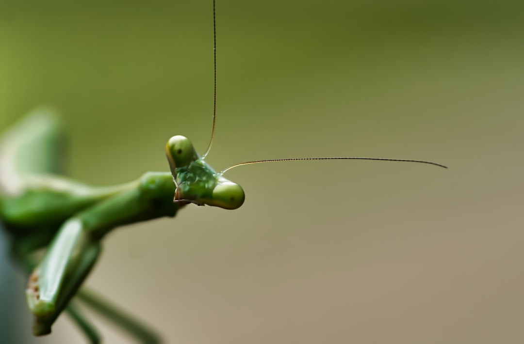 Acupuncture