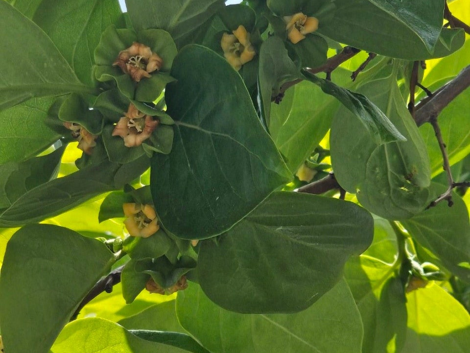 감나무 약치는 시기