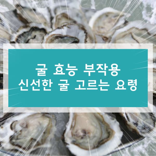 굴 효능 부작용