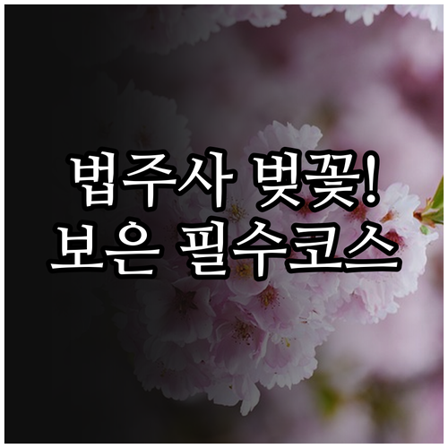 속리산 법주사 벚꽃 개화일 보은 시내..
