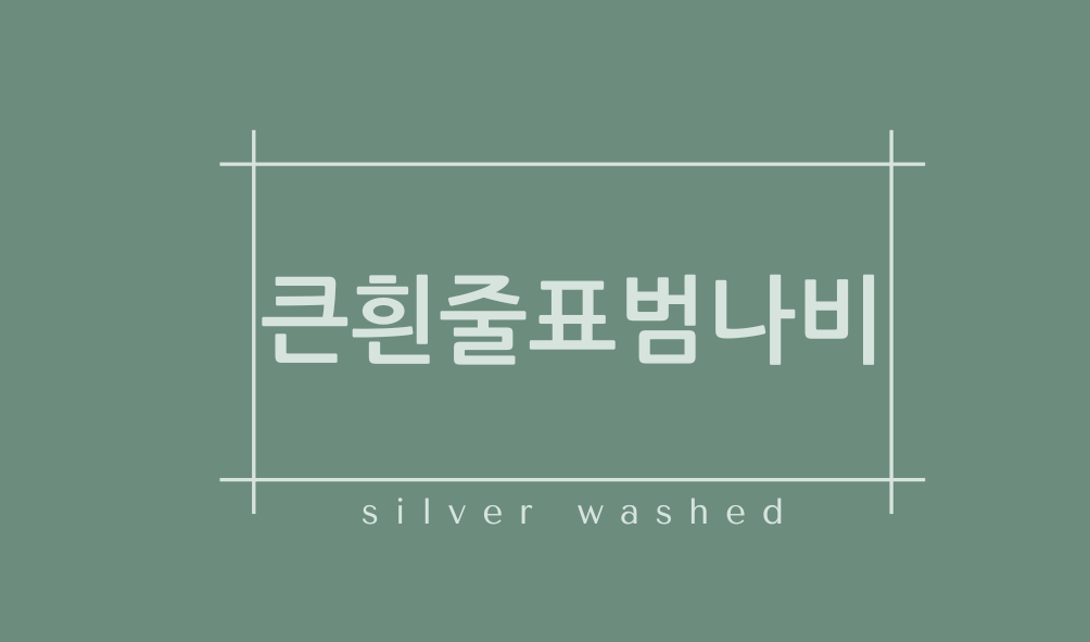 큰흰줄표범나비(silver washed)